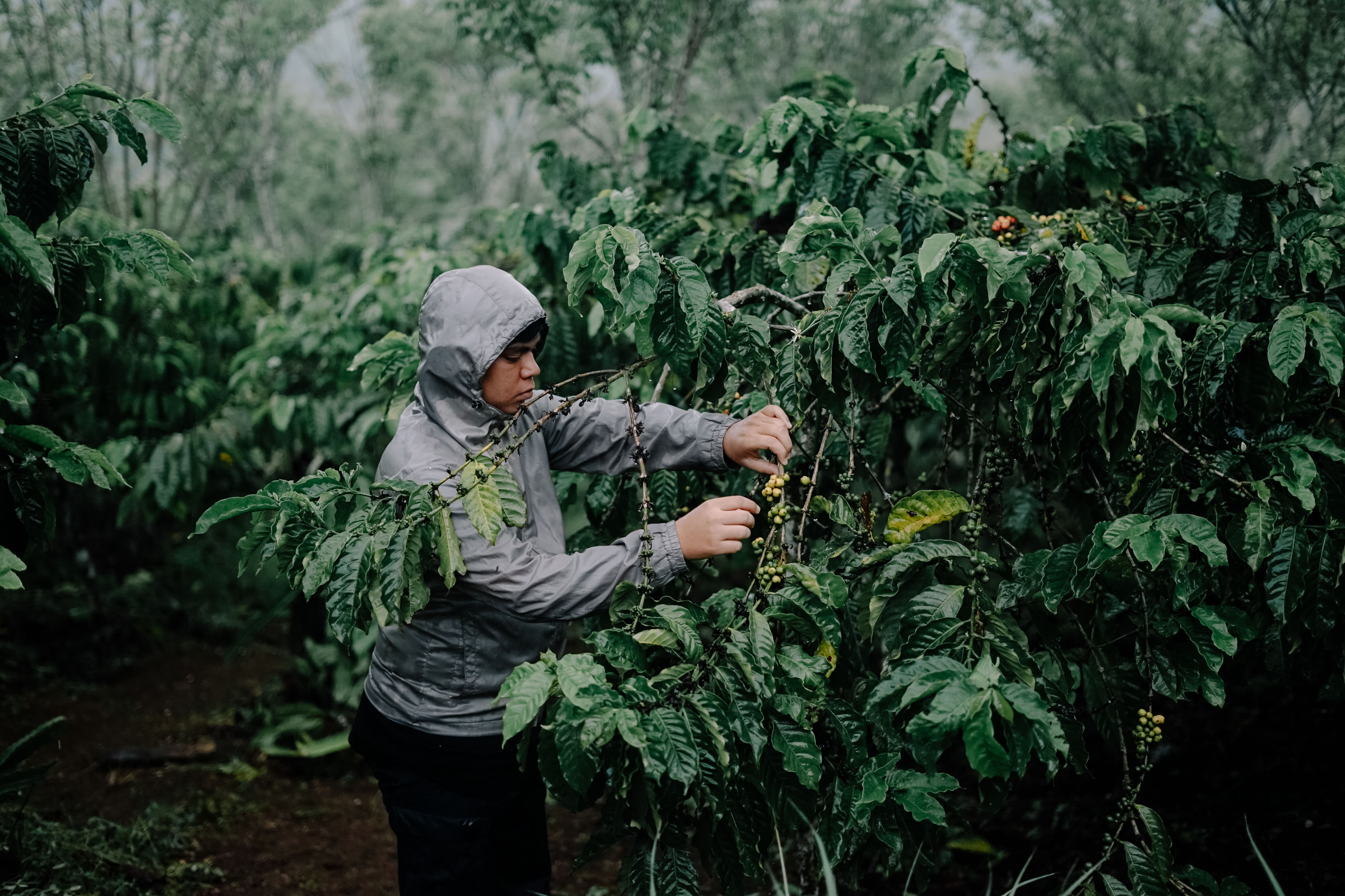 Kopi Sumatera Selatan: Mengenal Rasa dan Cerita di Balik Secangkir Kopi